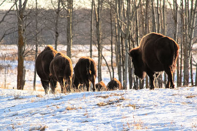 A herd of buffalo walk away in the cold winter.