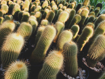 Full frame shot of succulent plant