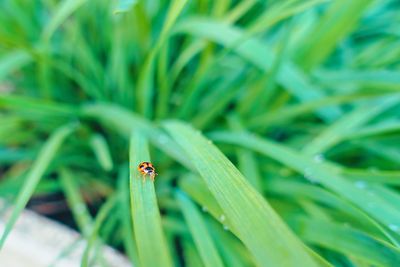 Close-up of ladybug on grass