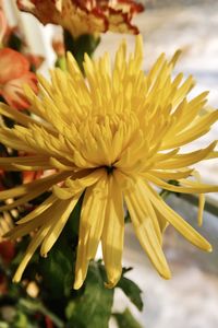 Close-up of yellow flowering plant