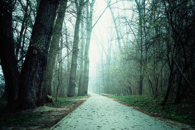 View of trees in forest