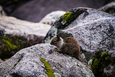 Close-up of squirrel on rock