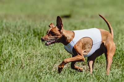 Cirneco dell etna dog running fast and chasing lure across green field at dog racing competion