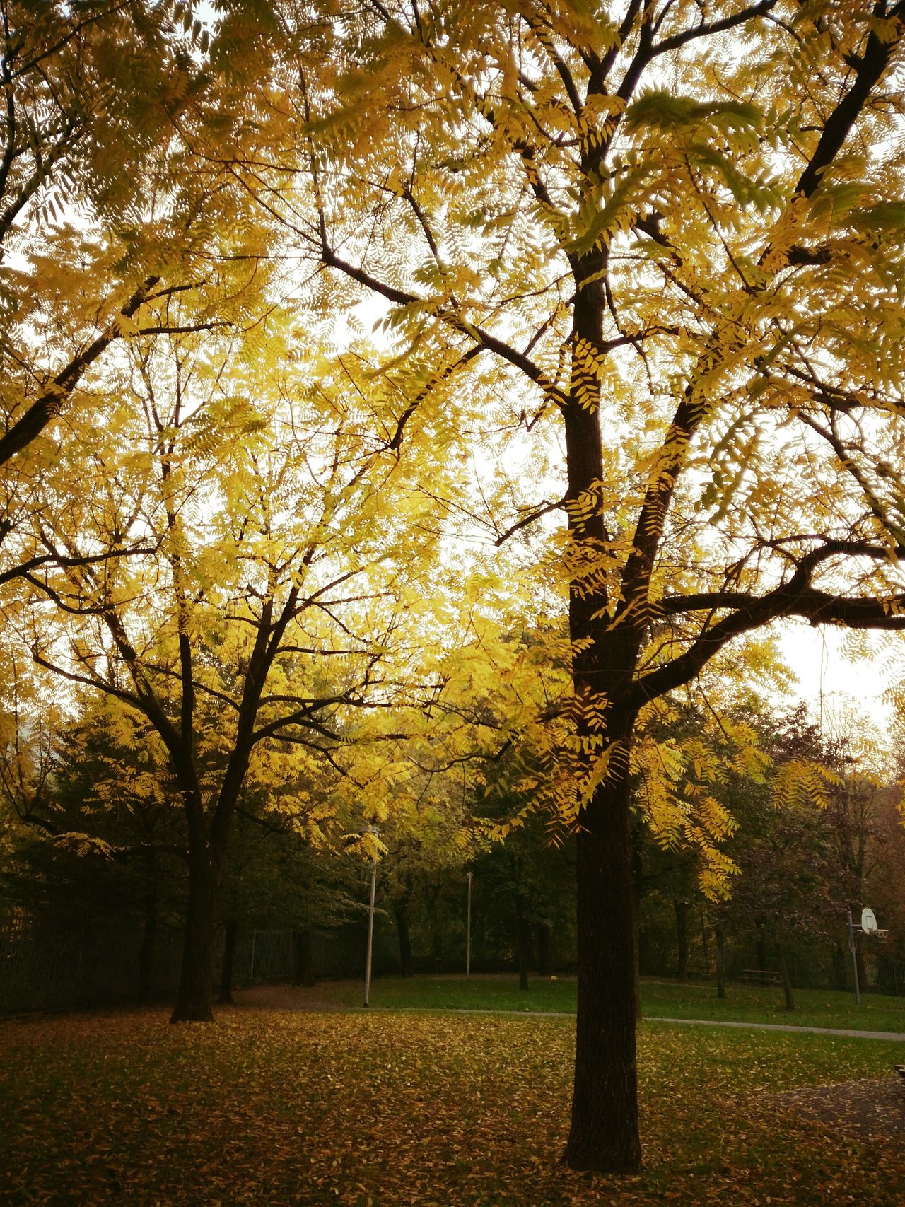 Autumn trees yellow