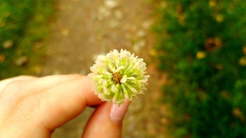 Close-up of flower against blurred background