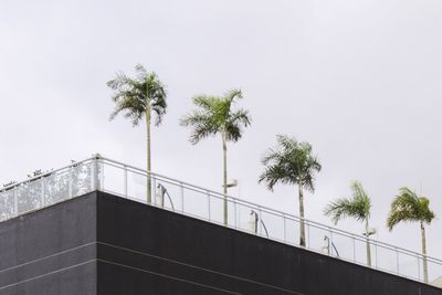 Low angle view of palm trees against clear sky