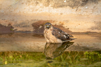 Bird perching on grass by water