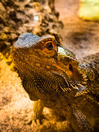Close-up of lizard on land
