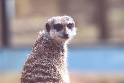 Close-up of an animal