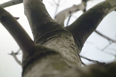 Low angle view of tree against sky