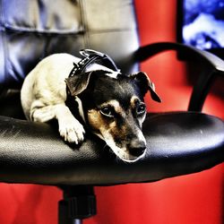 Close-up of puppy relaxing on chair