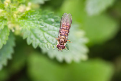 Close-up of insect on plant