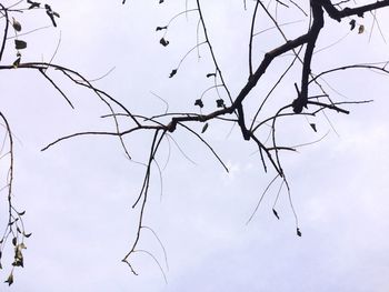 Low angle view of birds flying against sky