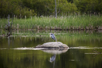 Side view of great blue heron perched on rock in the léon-provancher marsh, neuville