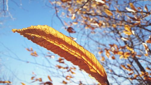 Low angle view of orange leaf against sky