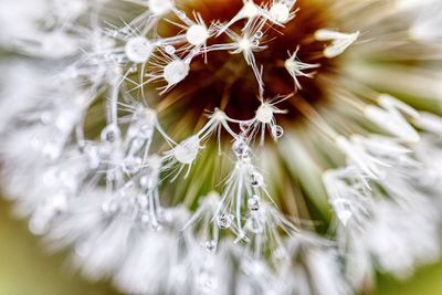 Close-up of flower