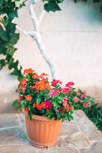 Close-up of potted plant against wall