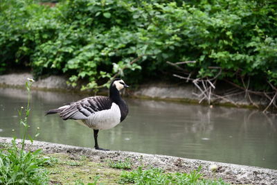 White-faced whistling duck standing next on a stream, racconigi, piedmont, italy