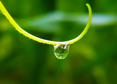 Close-up of raindrops on leaf