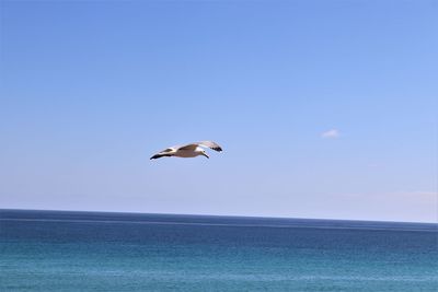 Seagull flying over sea against sky