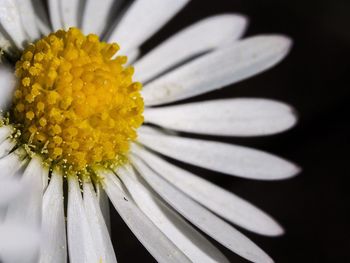 Close-up of white flower