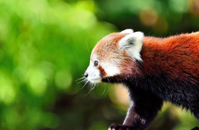 Close-up of red panda looking away