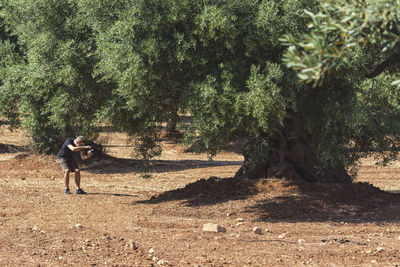 Photographer taking a shot of a large old olive tree in field during the day