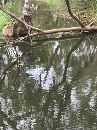 Reflection of trees in lake