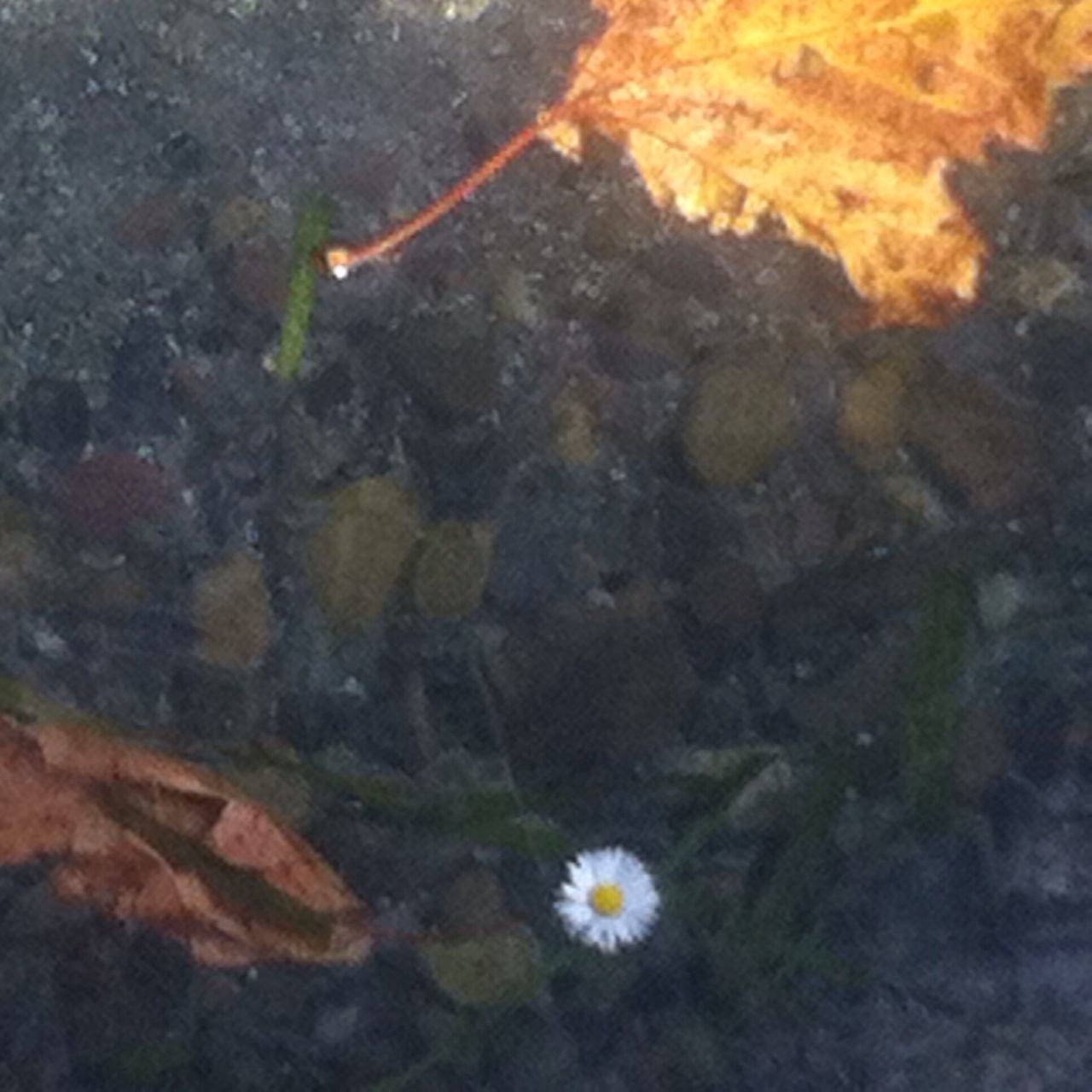 flower, fragility, high angle view, nature, close-up, leaf, beauty in nature, freshness, yellow, plant, water, growth, outdoors, day, no people, petal, rock - object, tranquility, dry, season