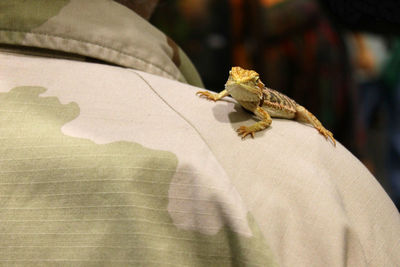 Close-up of bearded dragon on fabric