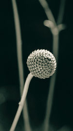 Close-up of ball on plant against black background