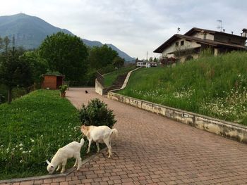 View of dog in mountains