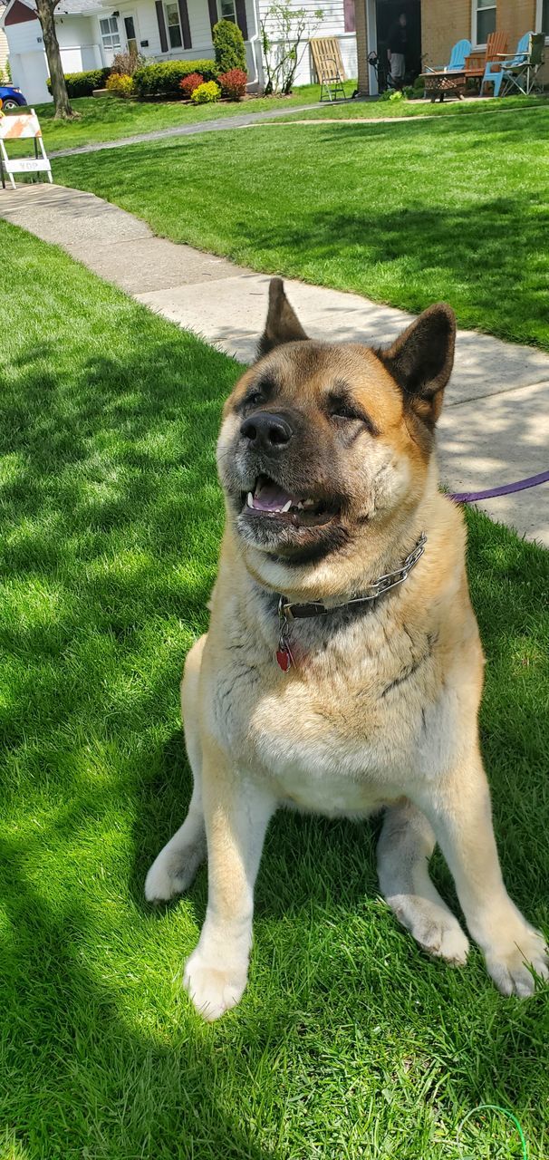 DOG RELAXING ON LAWN