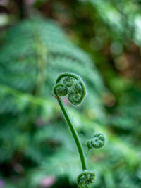 Close-up of fern