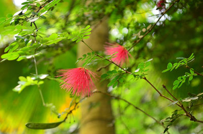 Close-up of pink hibiscus on plant