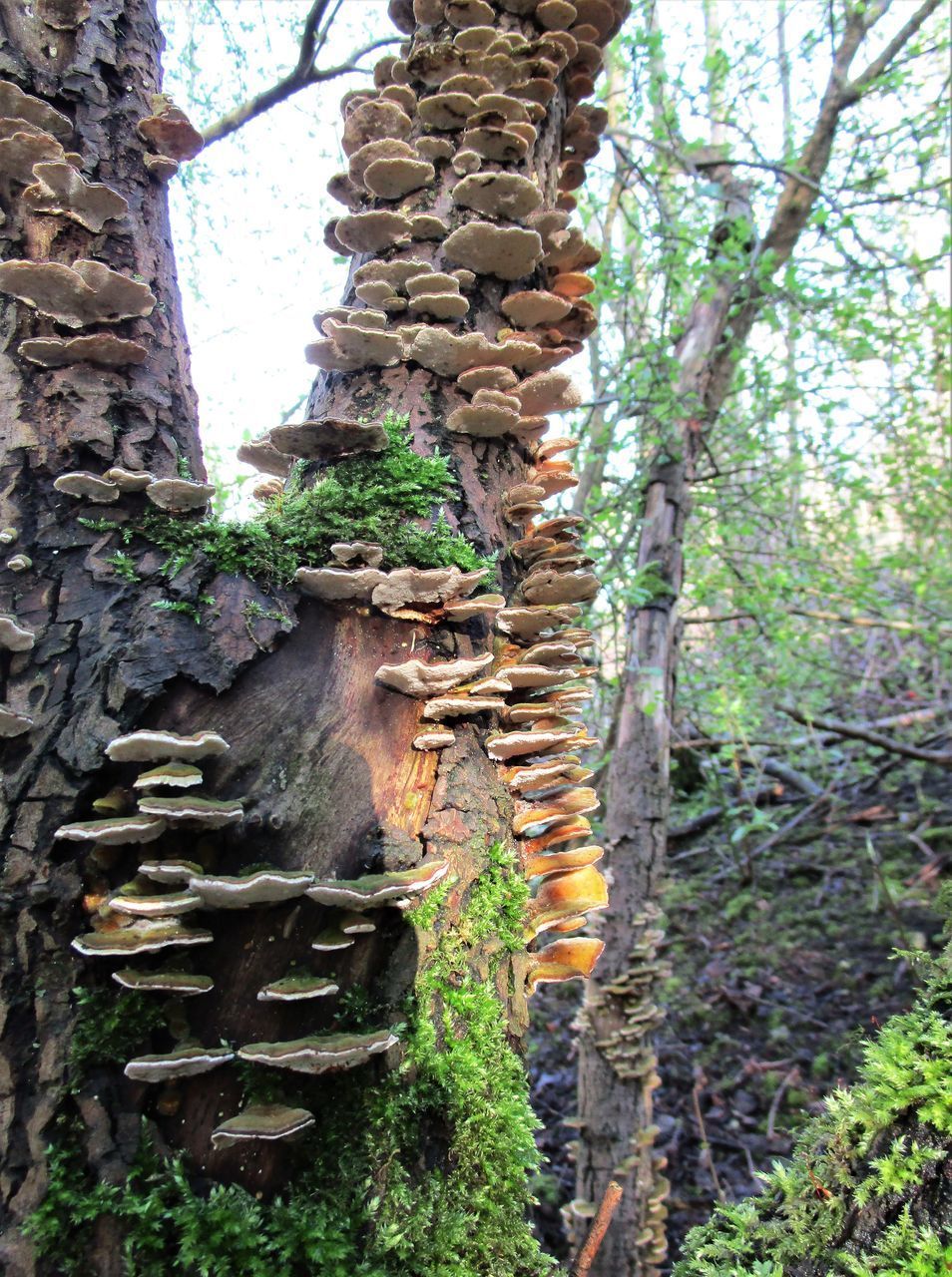 CLOSE-UP OF TREE TRUNK IN FOREST