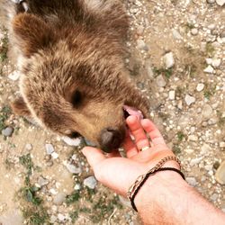 Close-up of hand feeding cat