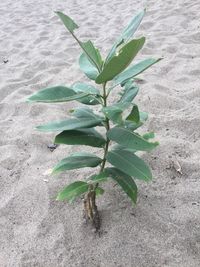 High angle view of plant growing on sand