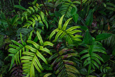 Close-up of green leaves