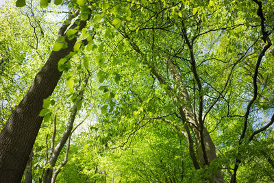 Low angle view of trees in forest