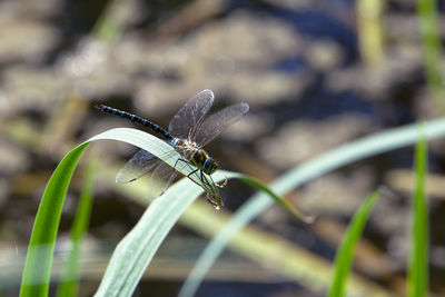 Close-up of dragonfly on plant