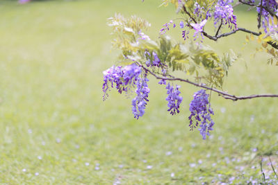 Close-up of purple flowers on field