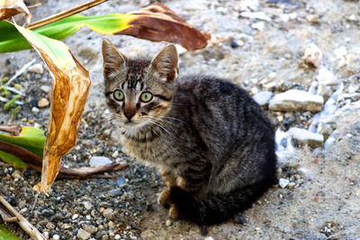 Portrait of tabby cat