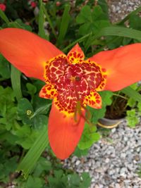 Close-up of orange hibiscus blooming outdoors