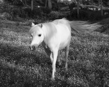 Dog standing on grassy field