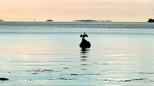 Silhouette bird on a sea