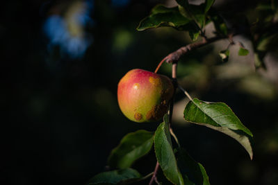 Close-up of apple on tree