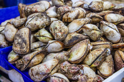 Freshly caught sea snails or shellfish for sale on a street market