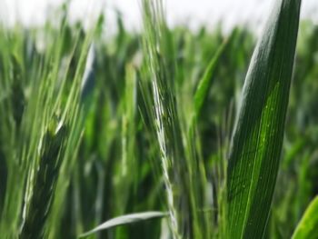 Close-up of wheat growing on field