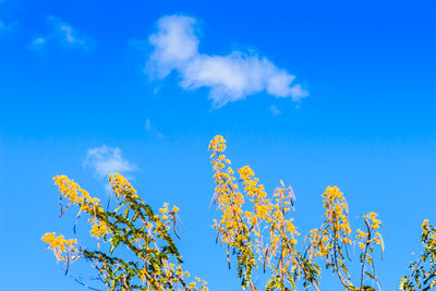 Low angle view of flowering plant against blue sky